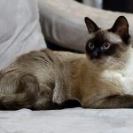 BURMESE