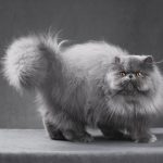 PERSIAN